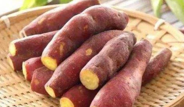 秋薯與木薯區(qū)別