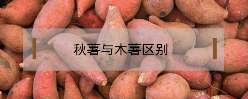 秋薯與木薯區(qū)別
