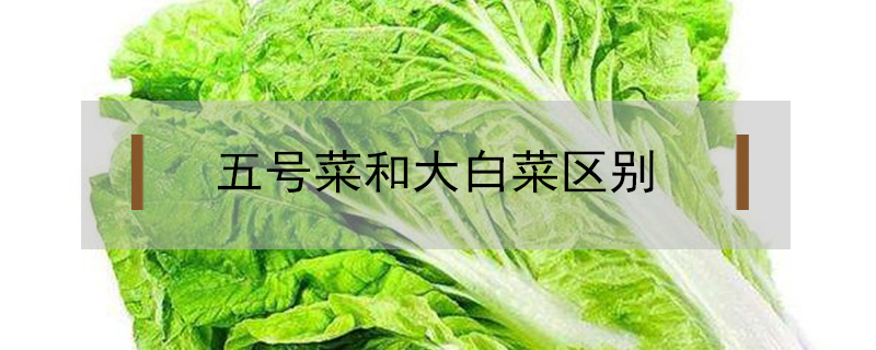 五號菜和大白菜區(qū)別