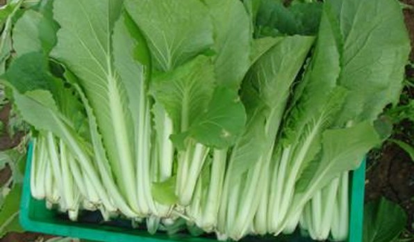五號菜和大白菜區(qū)別