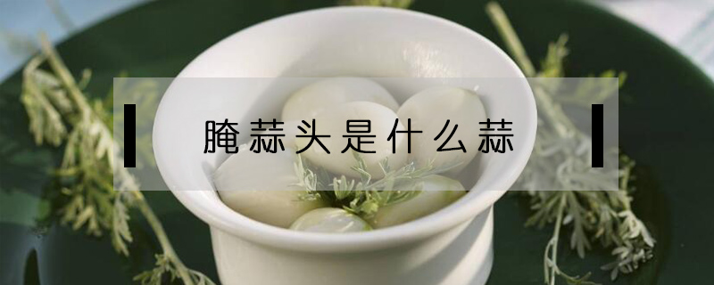 腌蒜頭是什么蒜