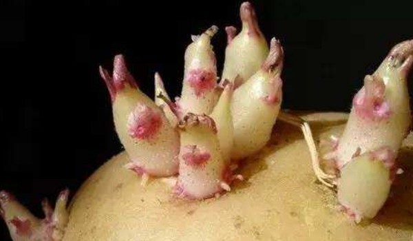 土豆發(fā)芽了還能吃嗎