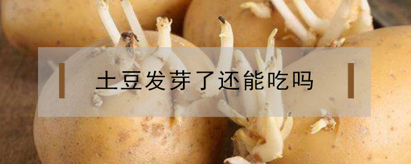 土豆發(fā)芽了還能吃嗎