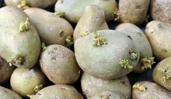 土豆發(fā)芽了還能吃嗎