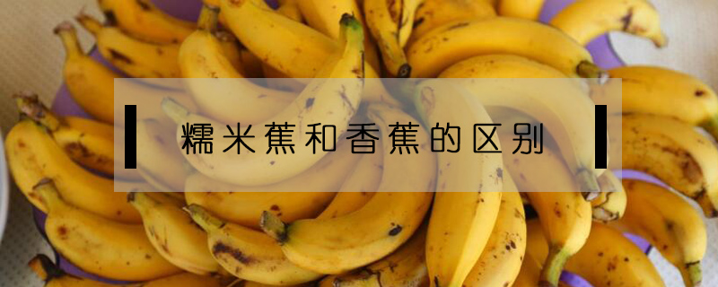 糯米蕉和香蕉的區別