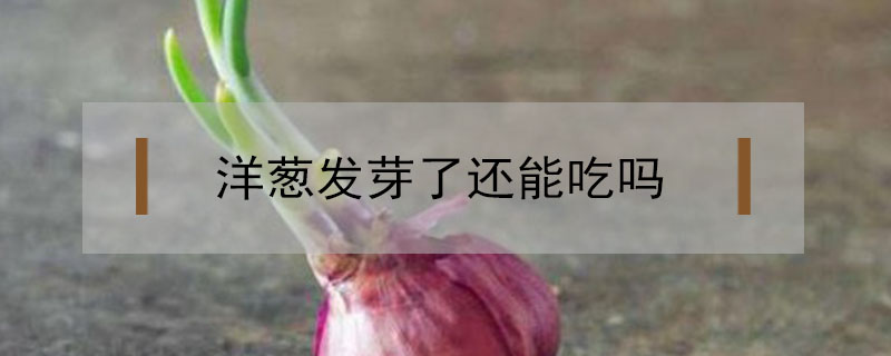 洋蔥發芽了還能吃嗎