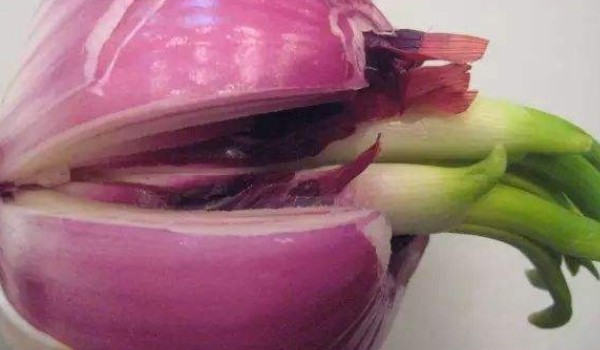 洋蔥發芽了還能吃嗎