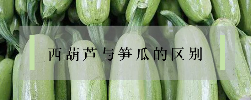 西葫蘆與筍瓜的區別