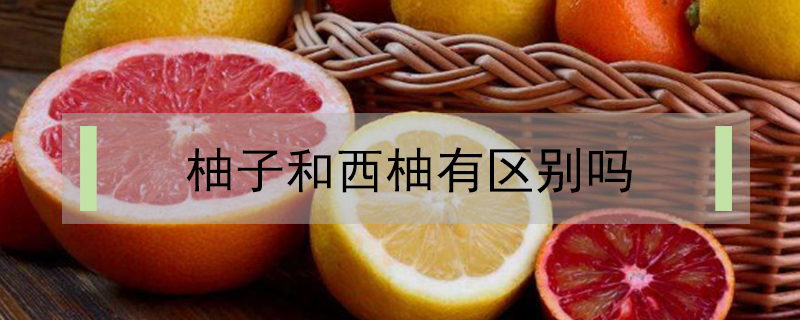 柚子和西柚有區(qū)別嗎