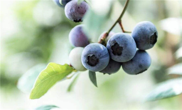 藍莓一天吃多少為宜