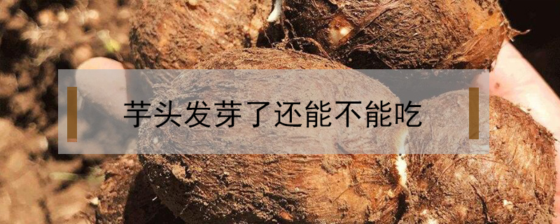 芋頭發(fā)芽了還能不能吃