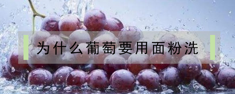 為什么葡萄要用面粉洗