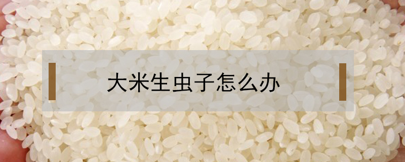 大米生蟲子怎么辦