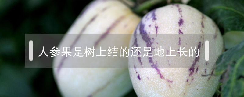 人參果是樹上結(jié)的還是地上長的