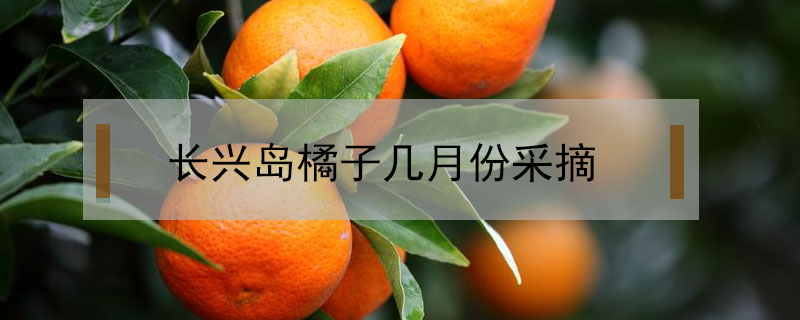 長興島橘子幾月份采摘