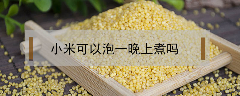 小米可以泡一晚上煮嗎