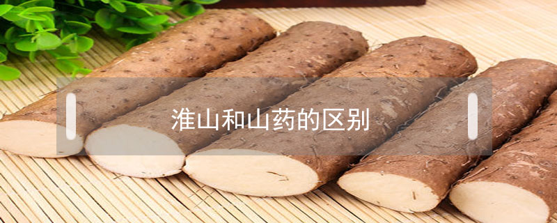 淮山和山藥的區別