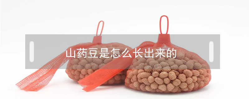 山藥豆是怎么長(zhǎng)出來的