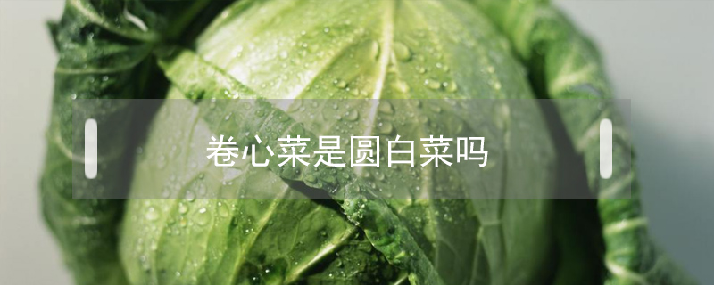 卷心菜是圓白菜嗎