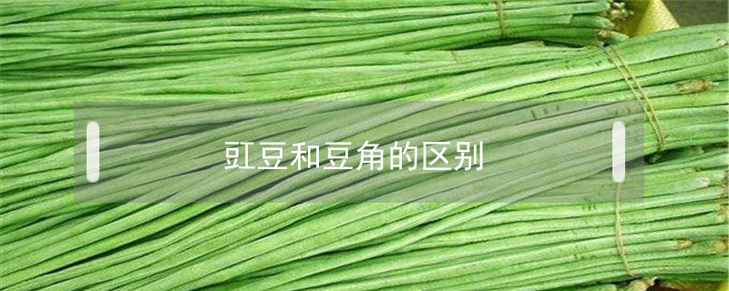豇豆和豆角的區別