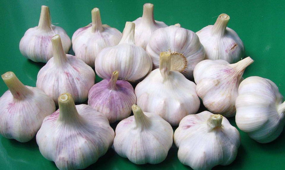 家庭怎樣保存大蒜不發芽