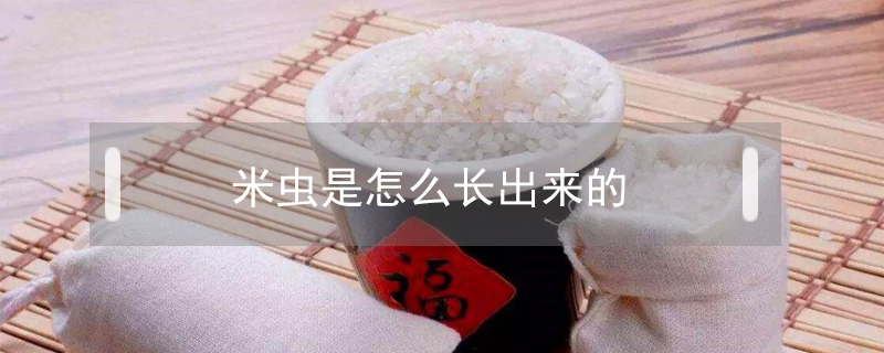 米蟲是怎么長出來的