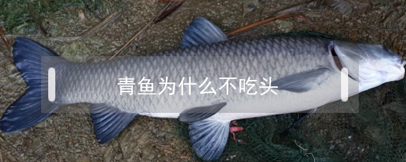 青魚為什么不吃頭