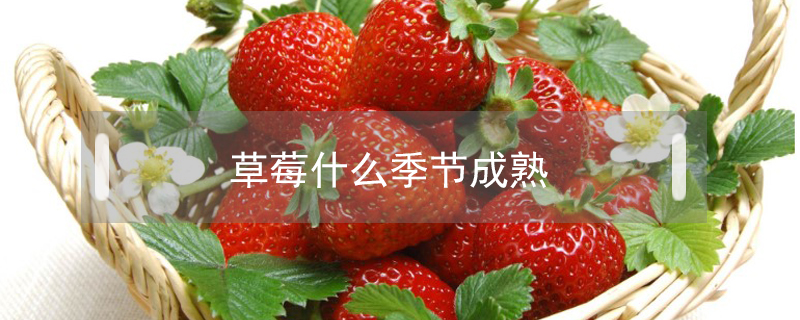 草莓什么季節(jié)成熟