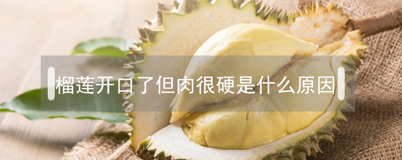 榴蓮開口了但肉很硬是什么原因
