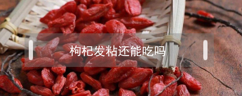 枸杞發粘還能吃嗎