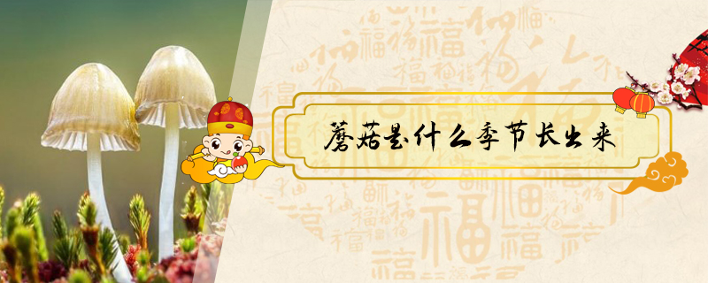 蘑菇是什么季節(jié)長(zhǎng)出來(lái)