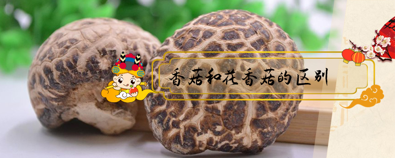 香菇和花香菇的區別