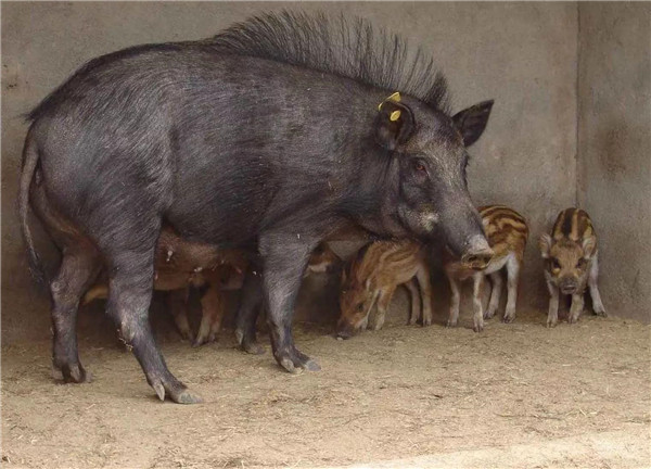 野豬是保護動物嗎