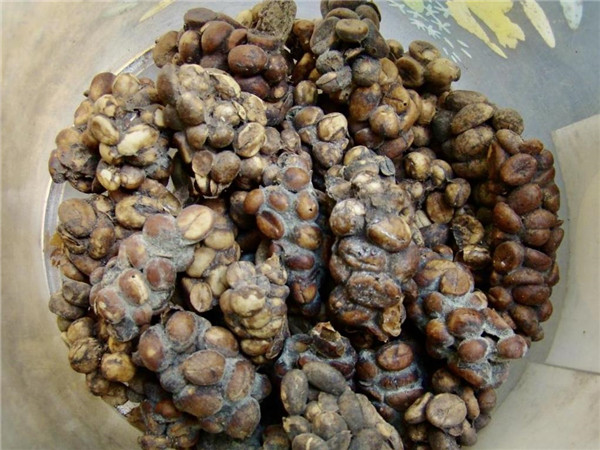 貓屎咖啡原產(chǎn)地是哪個國家