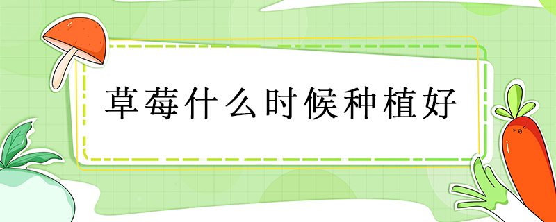 草莓什么時候種植好