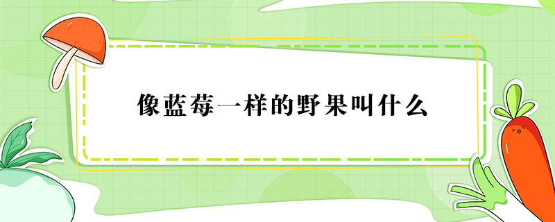 像藍莓一樣的野果叫什么