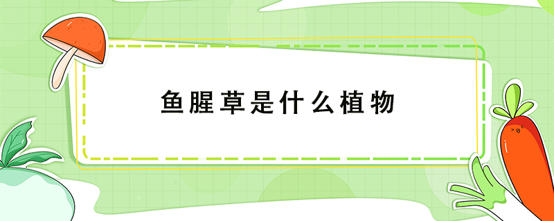魚(yú)腥草是什么植物